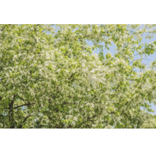 Blommande träd med vita blommor