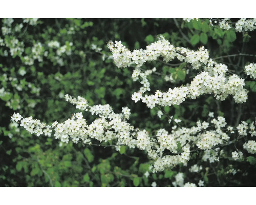 Slånbärshäck med vita blommor