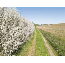 Grusväg på våren med blommande buskar