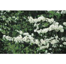 Slånbärshäck med vita blommor