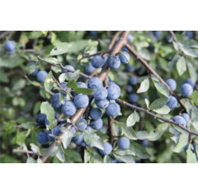 Slånbärsgren med mogna frukter och blad