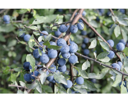Slånbärsgren med mogna frukter och blad