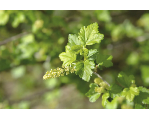 Blad och blomma av vinbär