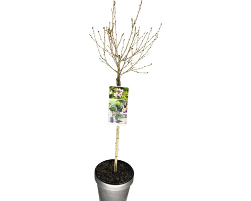 Dvärgkörsbär stammad FLORASELF Prunus incisa 'Lotte' stamhöjd 50cm Co 3L