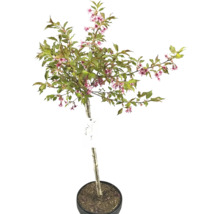 Prydnadskörsbär i kruka med rosa blommor och gröna blad