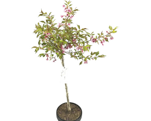 Prydnadskörsbär i kruka med rosa blommor och gröna blad