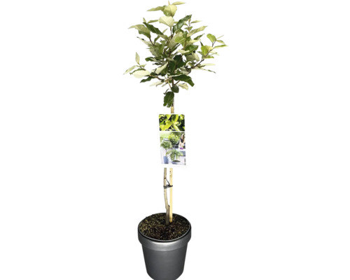 Höstsilverbuske uppstammad FLORASELF Elaeagnus ebbingei stamhöjd 50cm Co 3L