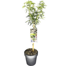 Japansk buskrosling ''White Cascade'' i kruka