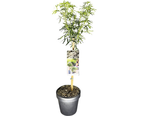 Japansk buskrosling ''White Cascade'' i kruka
