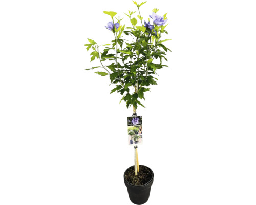 Frilandshibiskus stammad FLORASELF Hibiscus syriacus 'Blue Chiffon' stamhöjd 50cm Co 3L halvfyllda blommor Frilandshibiskus stammad FLORASELF Hibiscus syriacus 'Blue Chiffon' stamhöjd 50cm Co 3L halvfyllda blommor