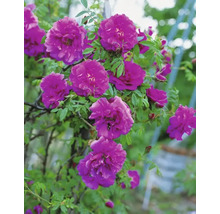 Blommande rosenbuske med violetta blommor