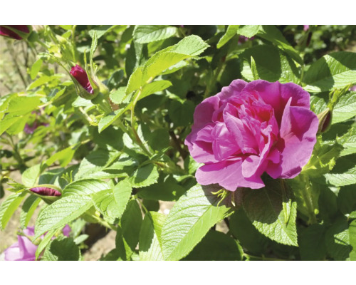 Närbild av en rosa vresros med blad