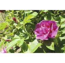 Närbild av en blommande, rosa vildros med gröna blad