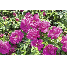 Närbild av ett nyponrosbuske med rosa blommor och gröna blad