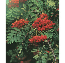 Rönn med löv och röda bär