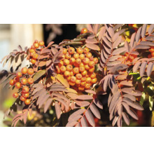 Närbild av rönngrenar med bär