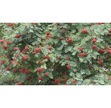 Rönn med röda bär och gröna löv.