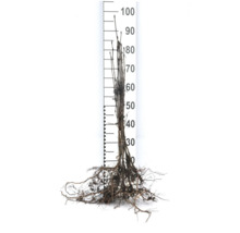 Rotförsedd planta med mätskala för att visa storlek