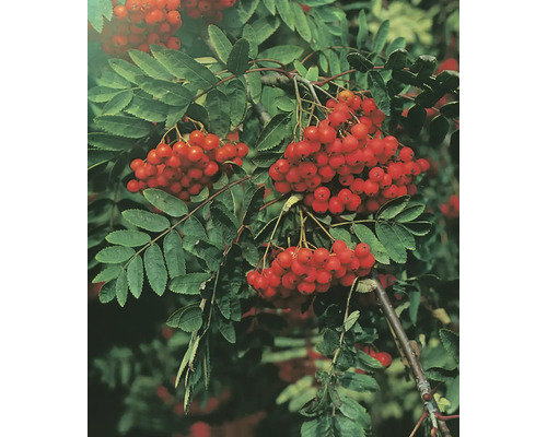 Rönn med röda bär och gröna blad