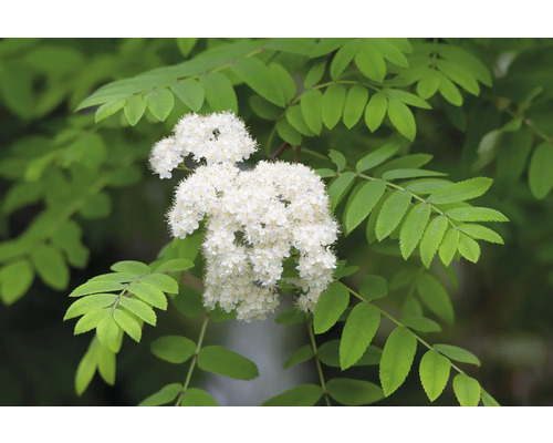 Blomställning av rönn med blad