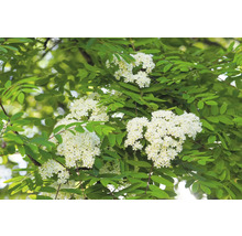 Blommande rönn med vita blommor