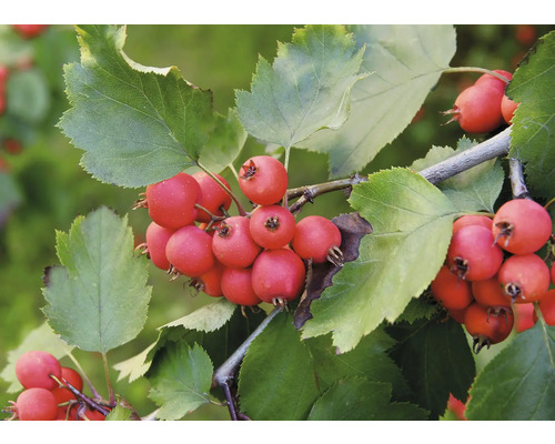 Hagtornsgren med löv och röda frukter