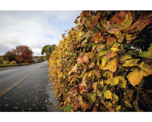 Häck med höstlöv vid en väg