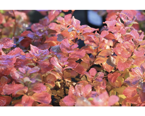 Närbild av en rödbladig spirea