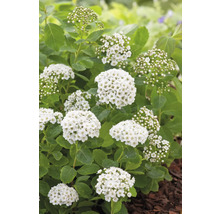 Brudspirea med vita blommor och gröna blad i en trädgårdsrabatt