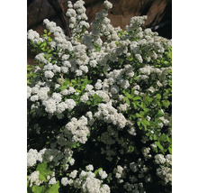 Spirea med vita blommor