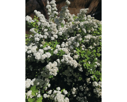 Spirea med vita blommor