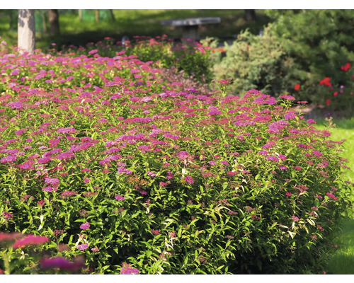 Spirea med små, tätt placerade blommor i trädgården.