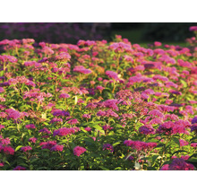 Närbild av ett fält med blommande spirea buskar