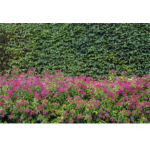 Blommande prydnadsbuskar framför en grön häck i trädgården.