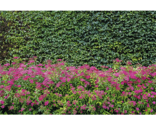 Blommande prydnadsbuskar framför en grön häck i trädgården.