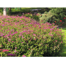 Blommande spirea i trädgården