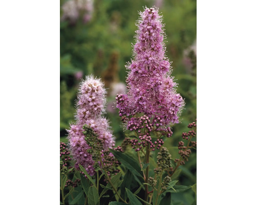 Blomställning av Spiraea Douglasii växt med gröna blad