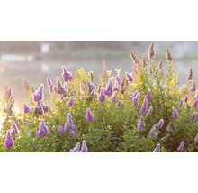 Närbild av blommande spirea med lila blomställningar