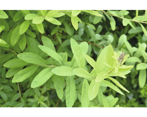 Närbild av en Spirea växt med blad