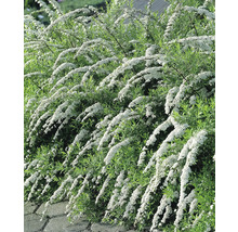 Blommande brudspirea som häck i trädgården.