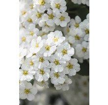 Blomställning av spirea med små vita blommor