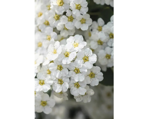 Blomställning av spirea med små vita blommor
