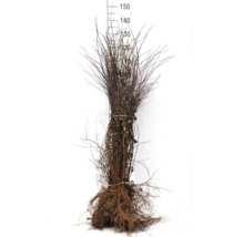 Knippe barrotade häckplantor med måttstock