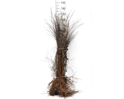 Knippe barrotade häckplantor med måttstock