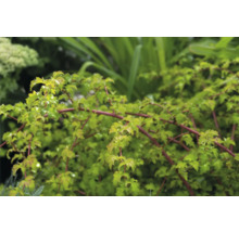 Närbild av klätterväxt med röda stjälkar och gröna blad