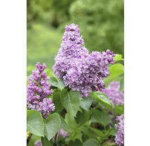 Närbild av en blommande syrenväxt med blad
