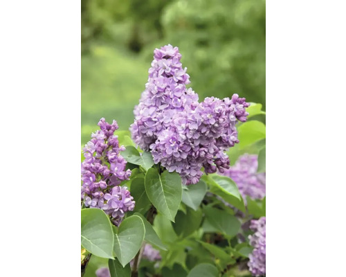Närbild av en blommande syrenväxt med blad