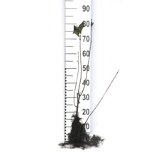 Ung planta med rotklump och mätskala för storleksorientering