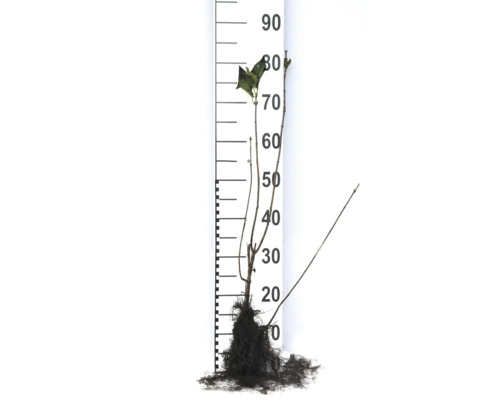 Ung planta med rotklump och mätskala för storleksorientering