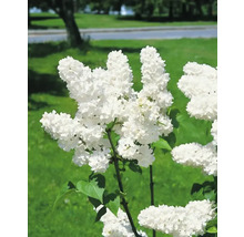 Närbild av blommande, vit syren